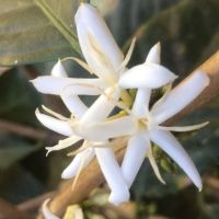 NicaraguaFlower.JPG